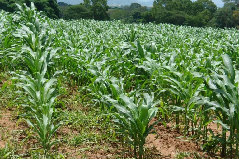 Productores alertan sobre paro de cosechas por dificultades para conseguir gasoil